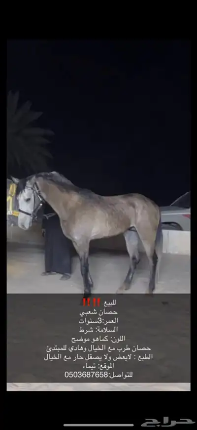 خيل 0