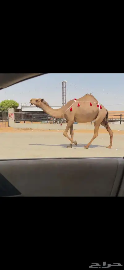 للبيع لقحه صفراء 5