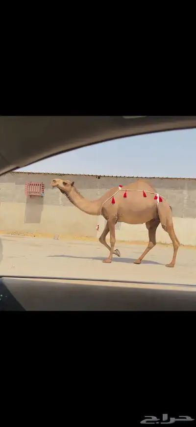 للبيع لقحه صفراء 1