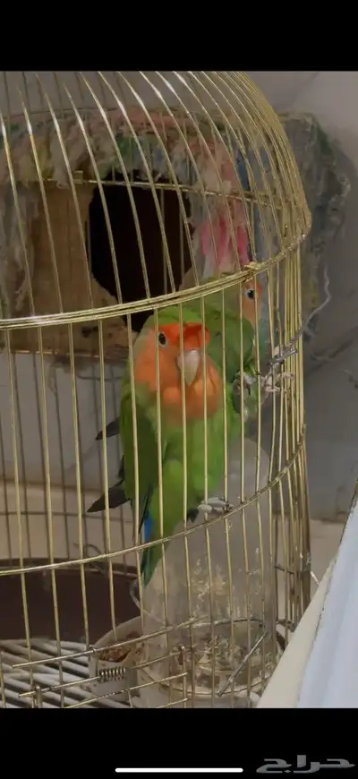 زوج روز كلاسيك منتج 0