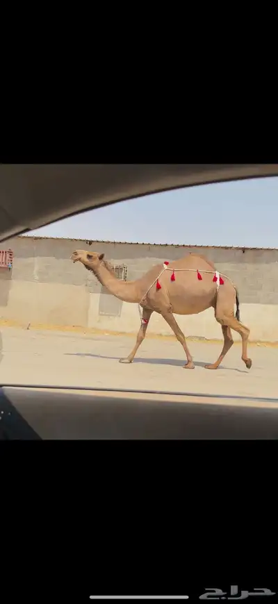 للبيع لقحه صفراء 0