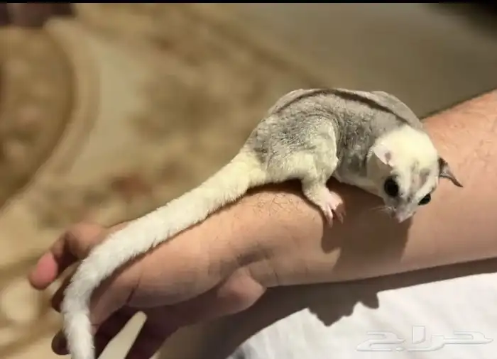 حيوان لتبني أبغى 0