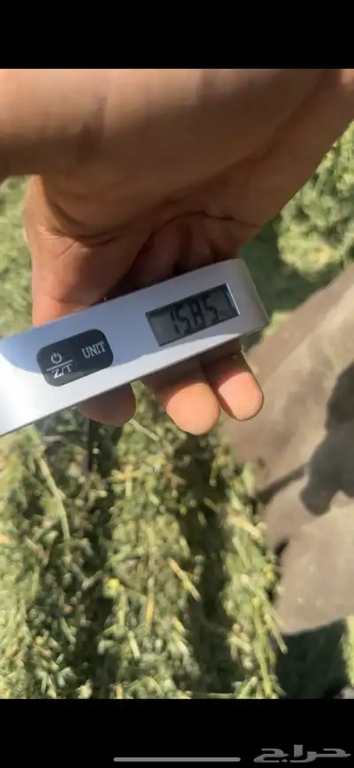 برسيم صافي ورق عود ناعم شرط شد 75 يزود   وينقص قليل جدا 5