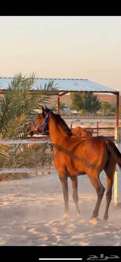 حصان شعبي للبيع 2