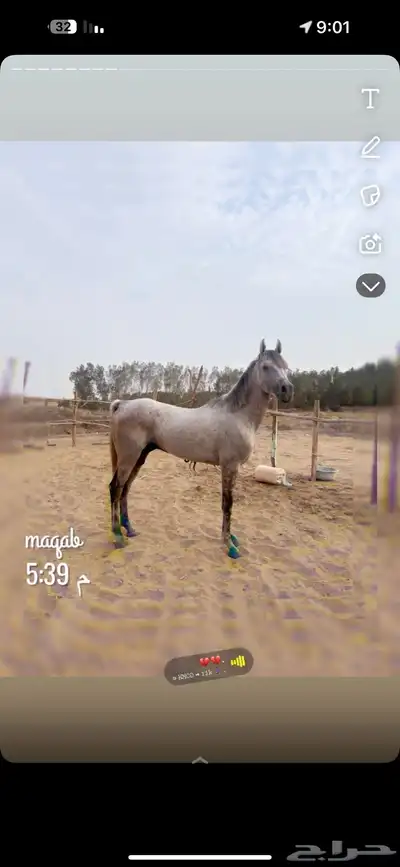 خيل شعبي طرب 3
