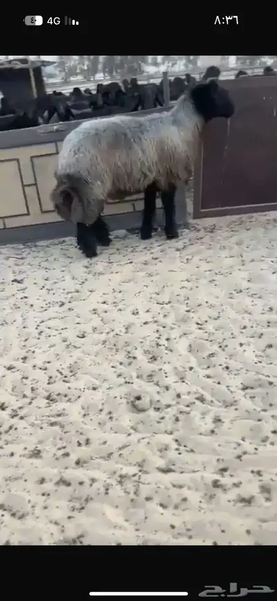 فحل عربي اشهب للبيع 3