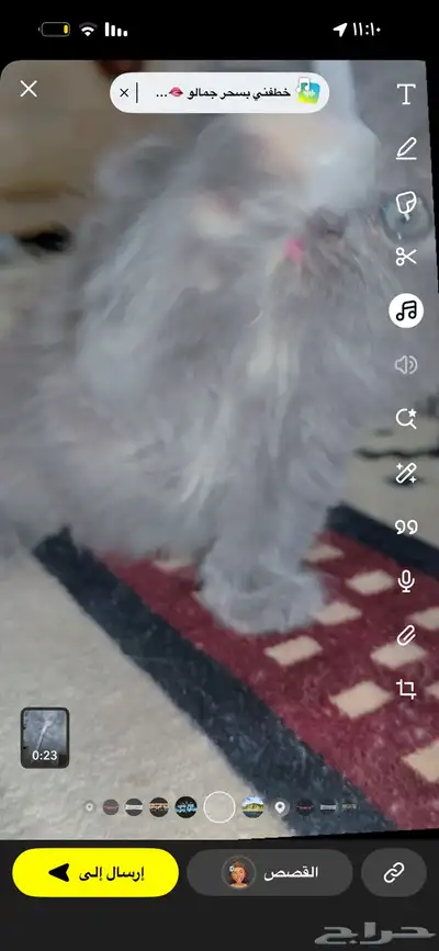 قطه عمر شهر شيرازي سليمه 4