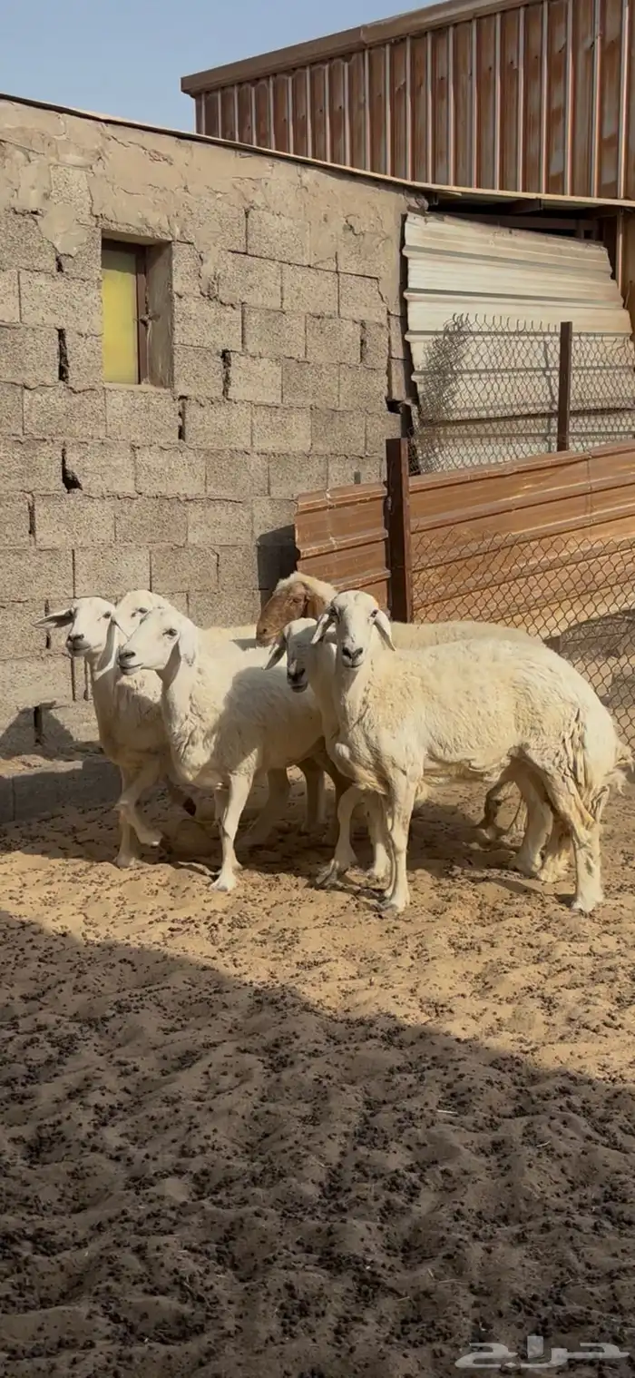 شياه فاخره حيل 0