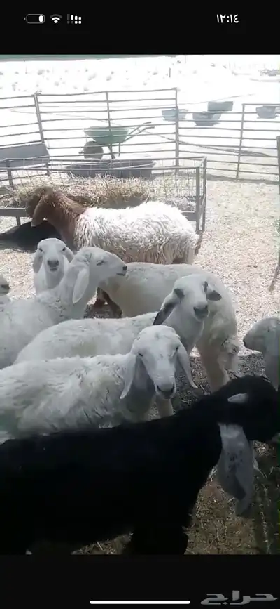 بهم نعيم وحري للبيع 0