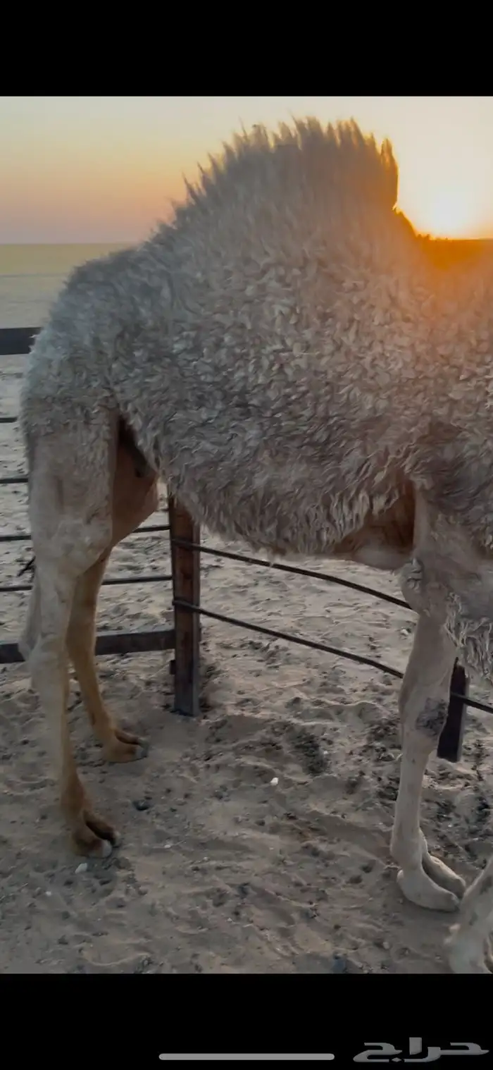 للبيع قعود فل شحم 3