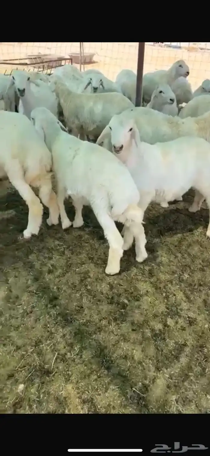 غنم حريه العدد 130 فيها رخال وخرفان 1