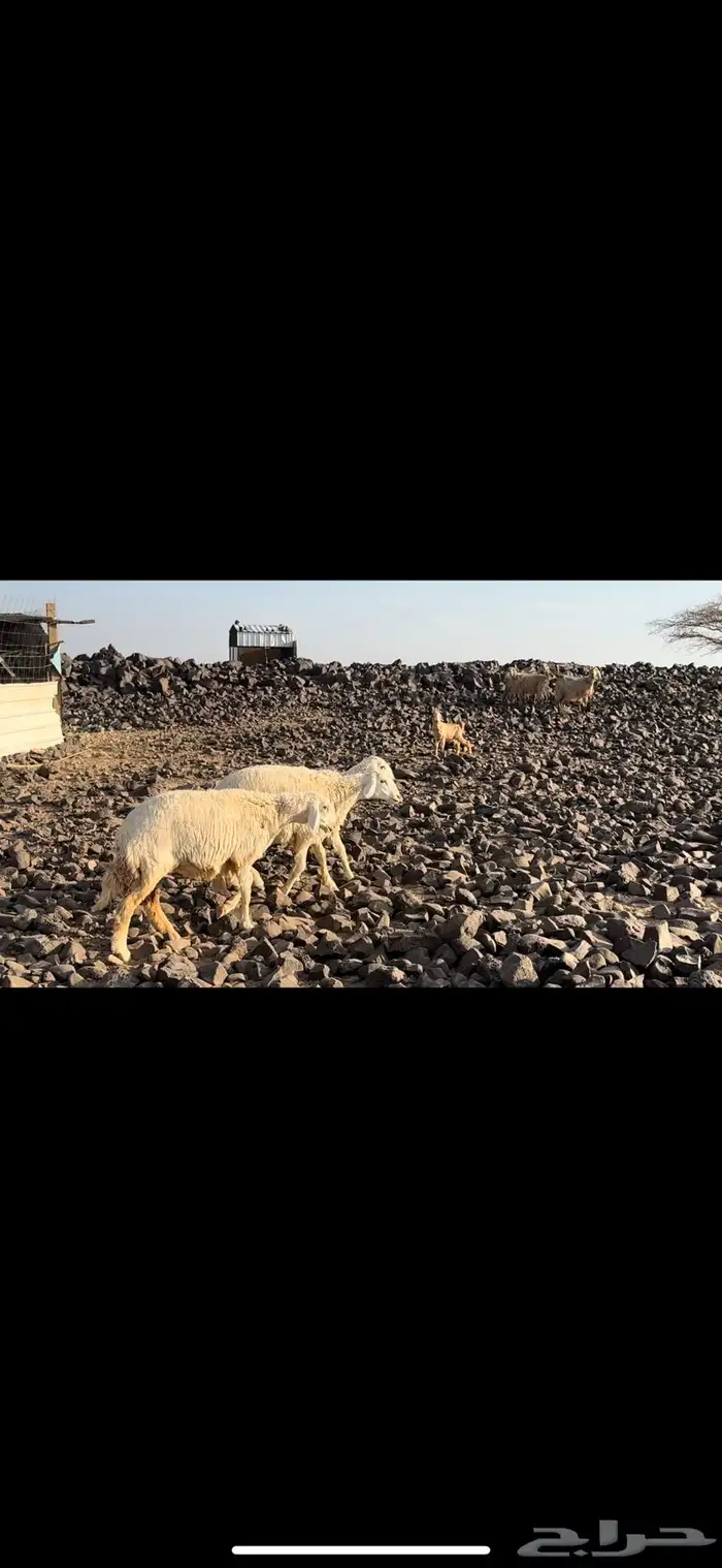 رخال حرش صنف ومعزا. تم البيع 1