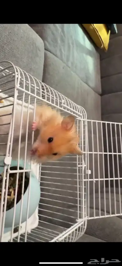 هامستر عمره شهرين 4