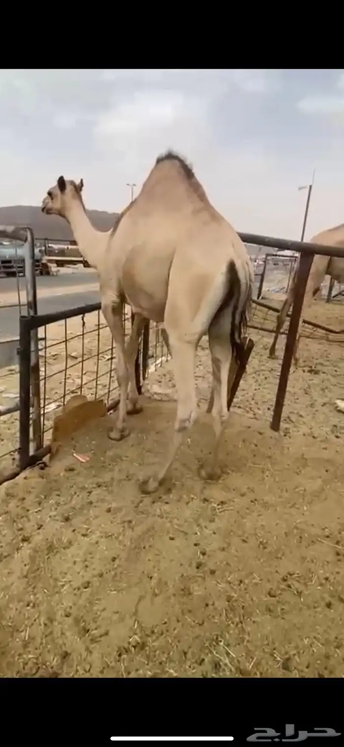 قعدان مفاريد 2