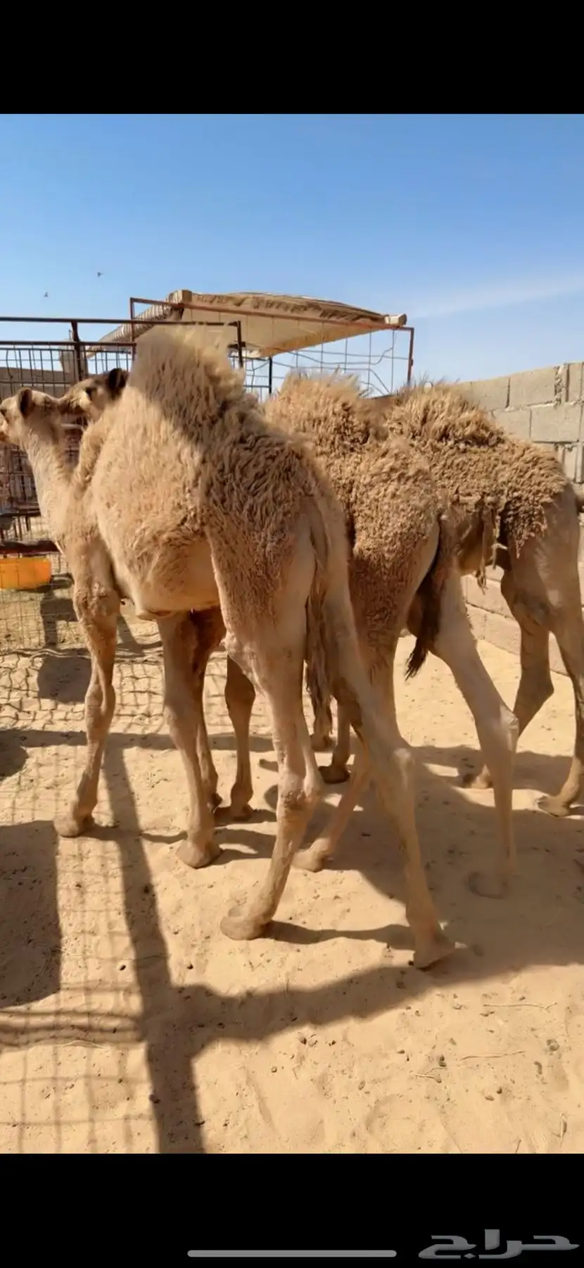 قعدان للبيع نضاف وشحم 0