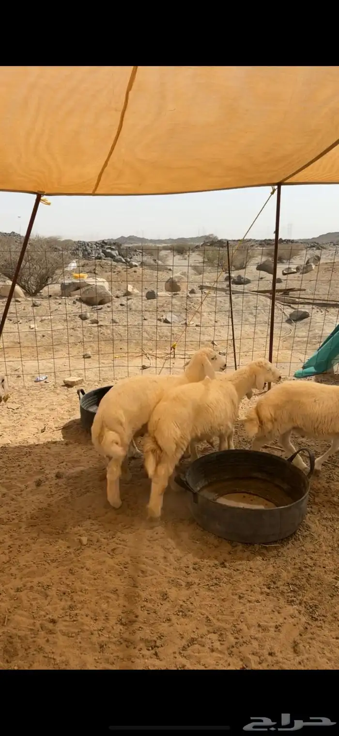 طليان حريه من 6 شهور 1