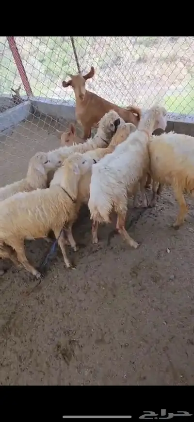 فران و تيوس صغار للبيع الداير بني مالك 2