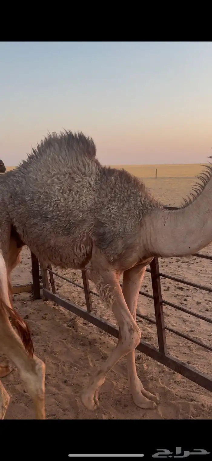 للبيع قعود فل شحم 1