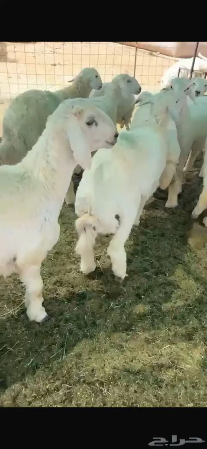 غنم حريه العدد 130 فيها رخال وخرفان 0