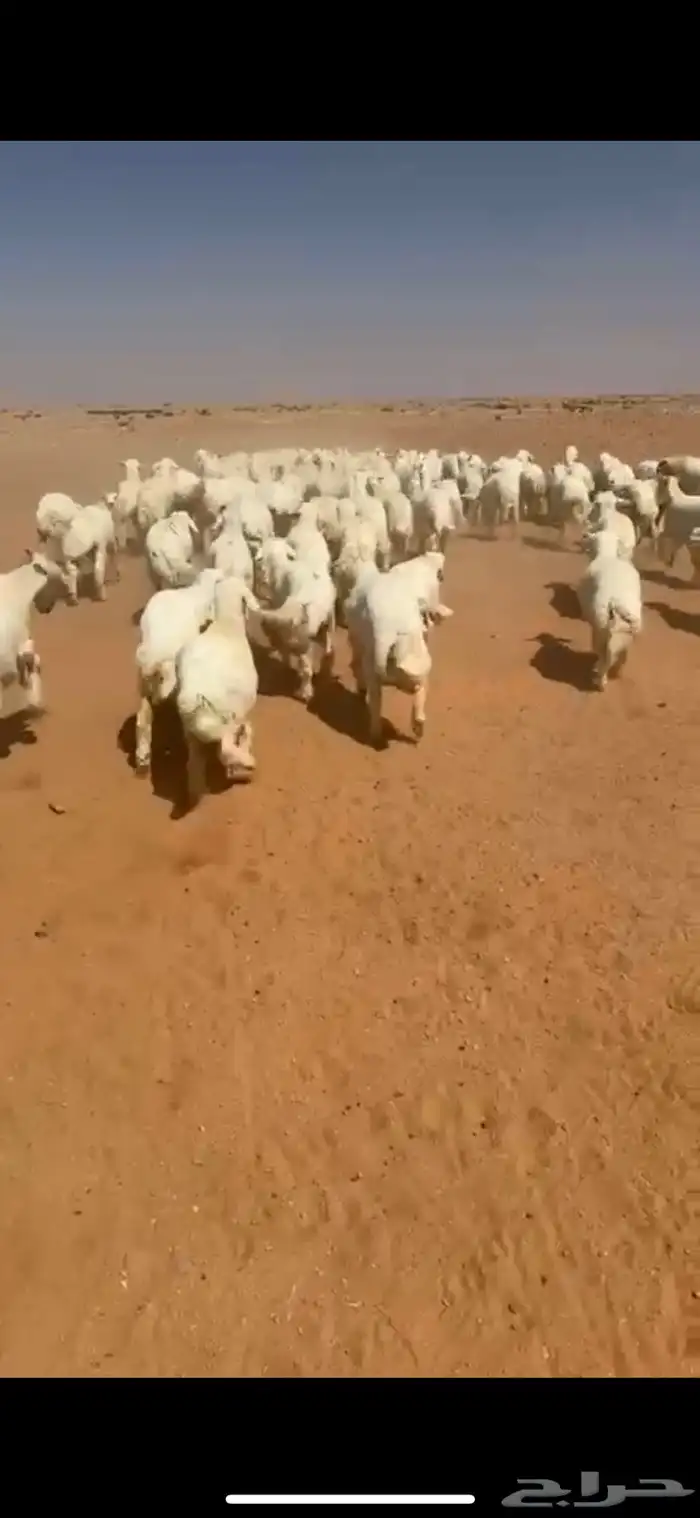 غنم حريه العدد 130 فيها رخال وخرفان 2