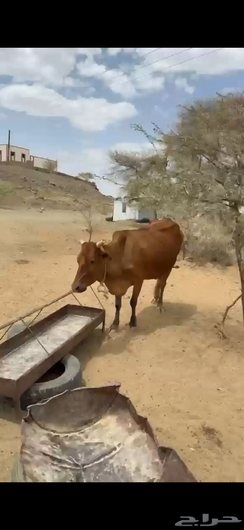 4 من البقر لقاح index
