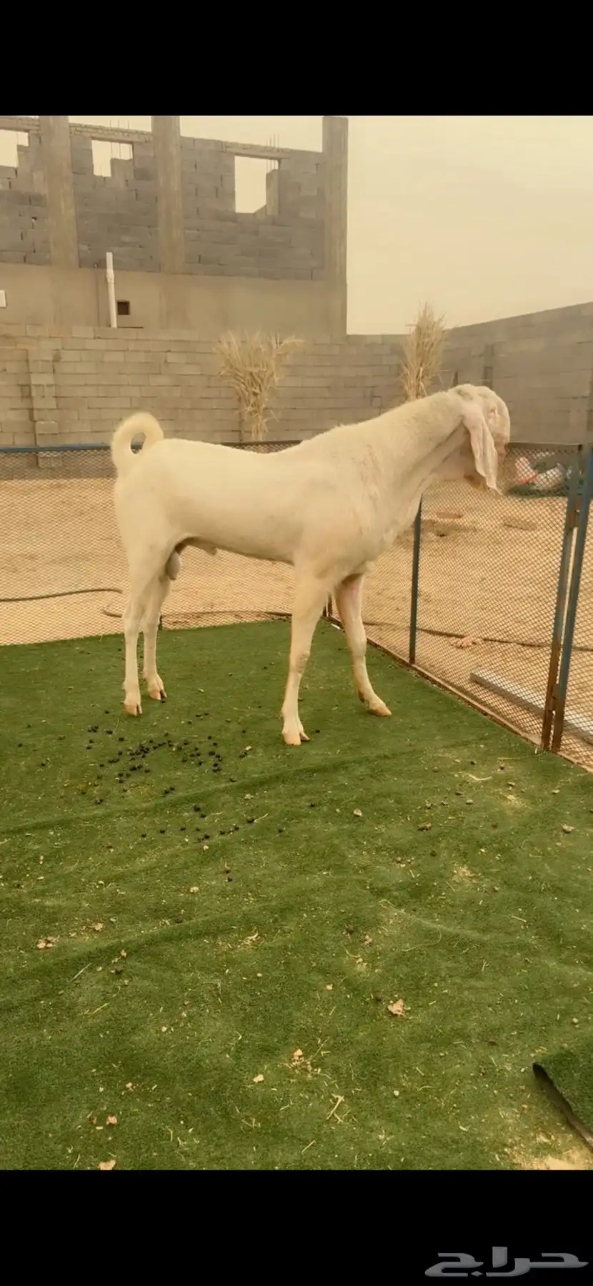 فحل بنجابي فاخر. ارتفاع وسرد ووجه كايف 0