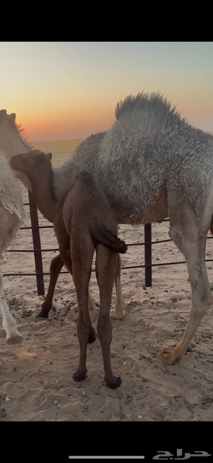 للبيع قعود فل شحم 2