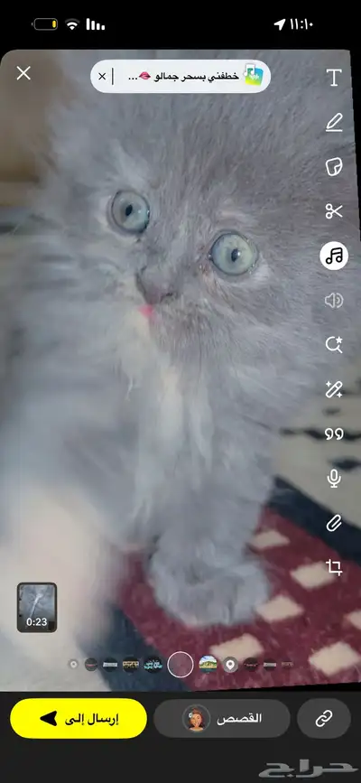قطه عمر شهر شيرازي سليمه 1