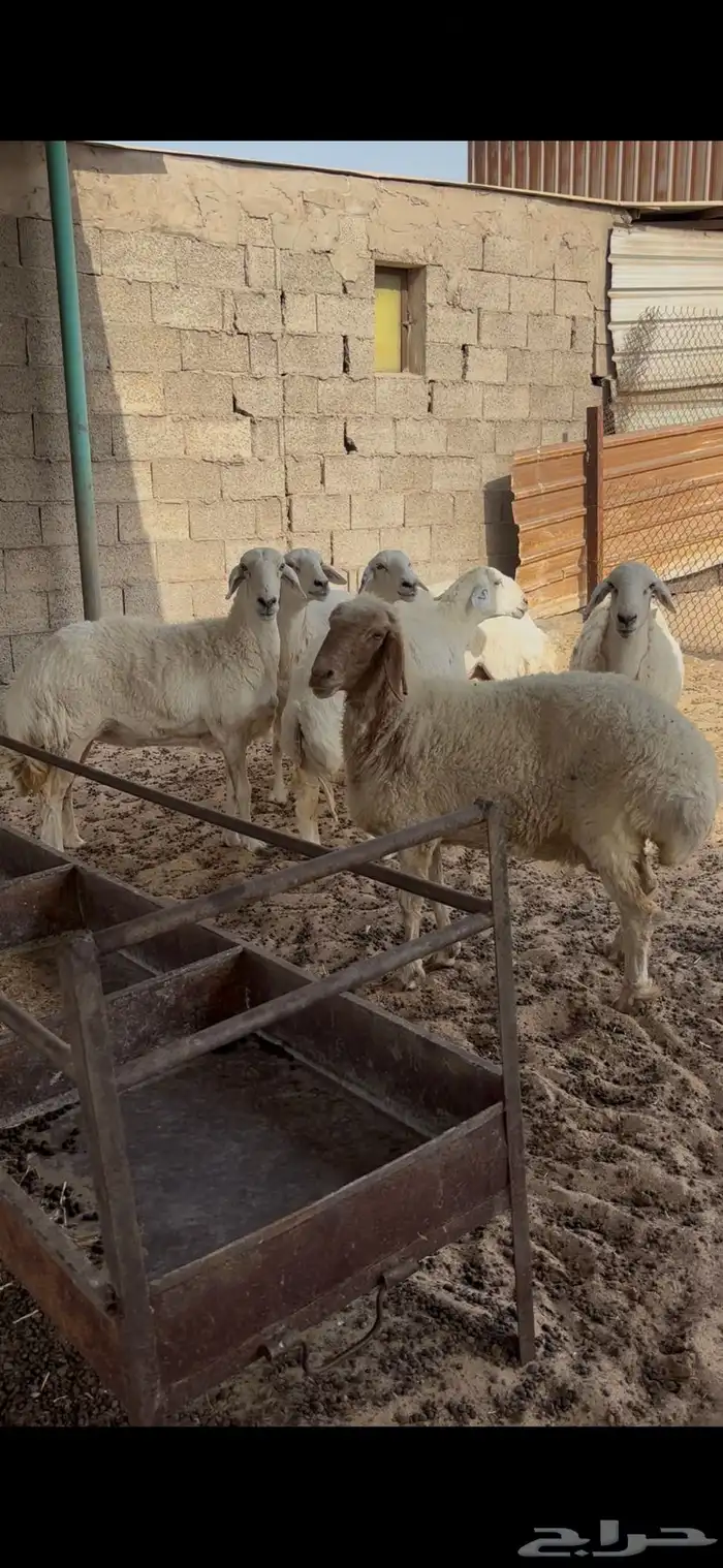 شياه فاخره حيل 1