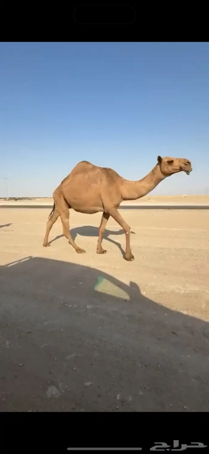 شعلا كفو 0