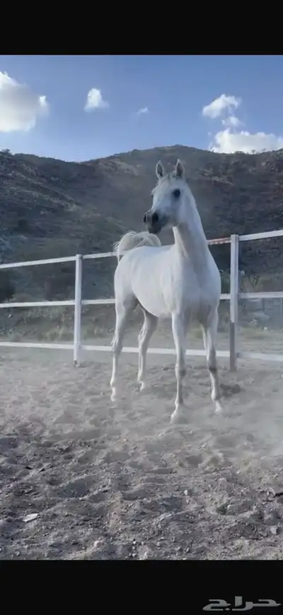 حصان فحل فاخر للبيع 5