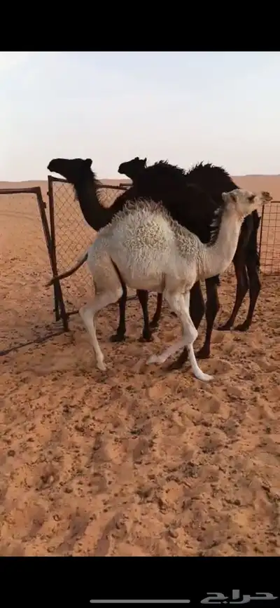 قعدان للبيع طيبه الموقع شروره 0