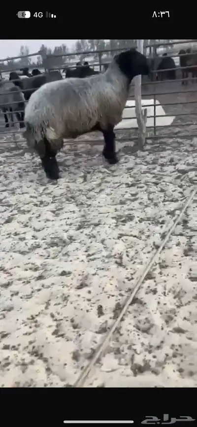 فحل عربي اشهب للبيع 0