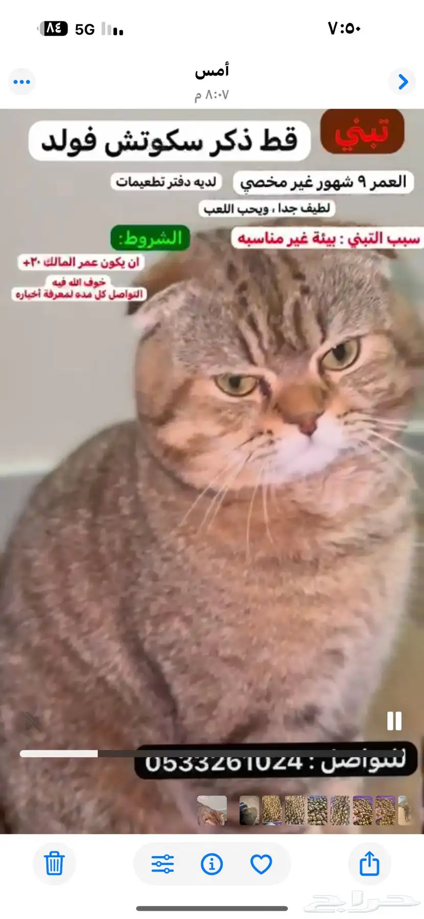 قط سكوتش فولد للتبني 0