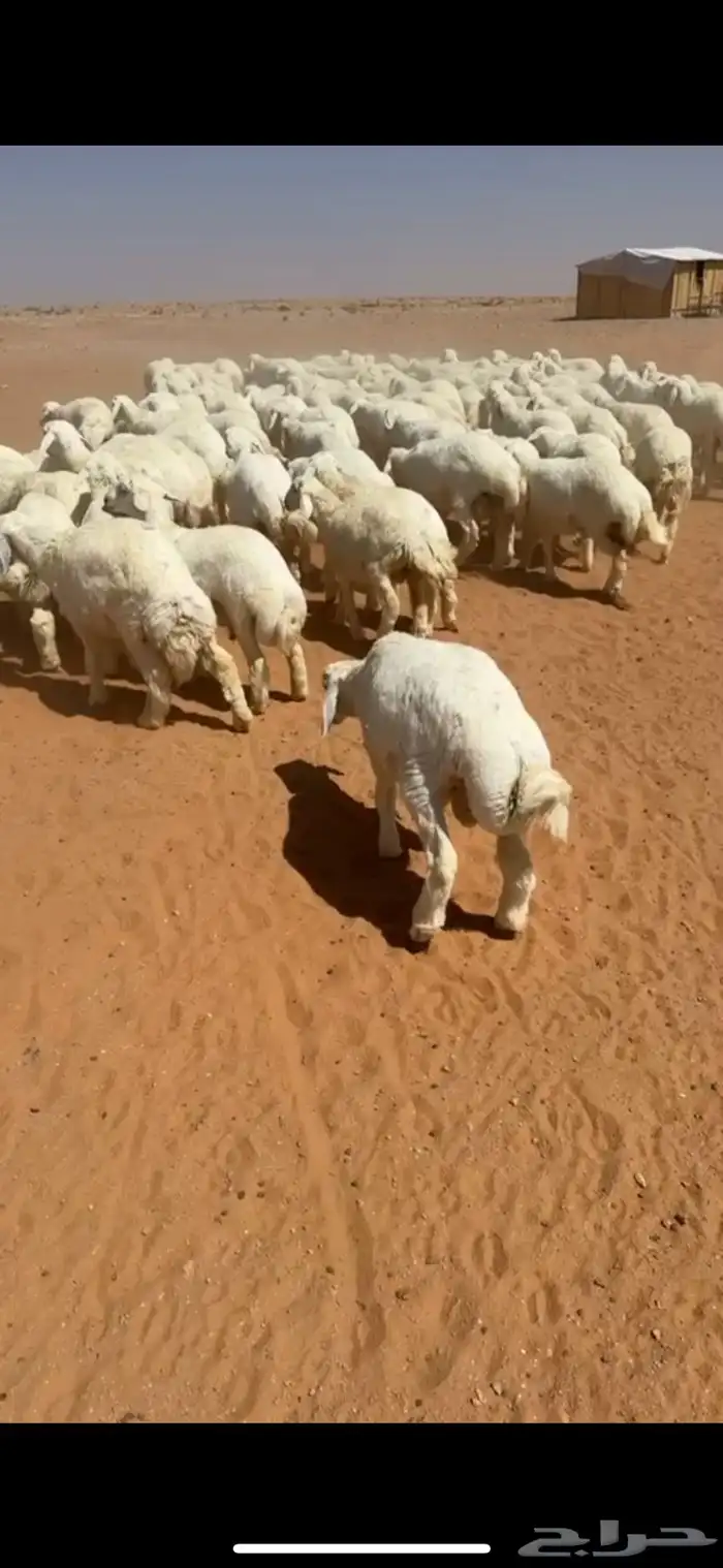 غنم حريه العدد 130 فيها رخال وخرفان 3