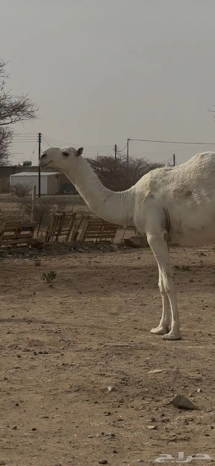 بكره وضحاء 1