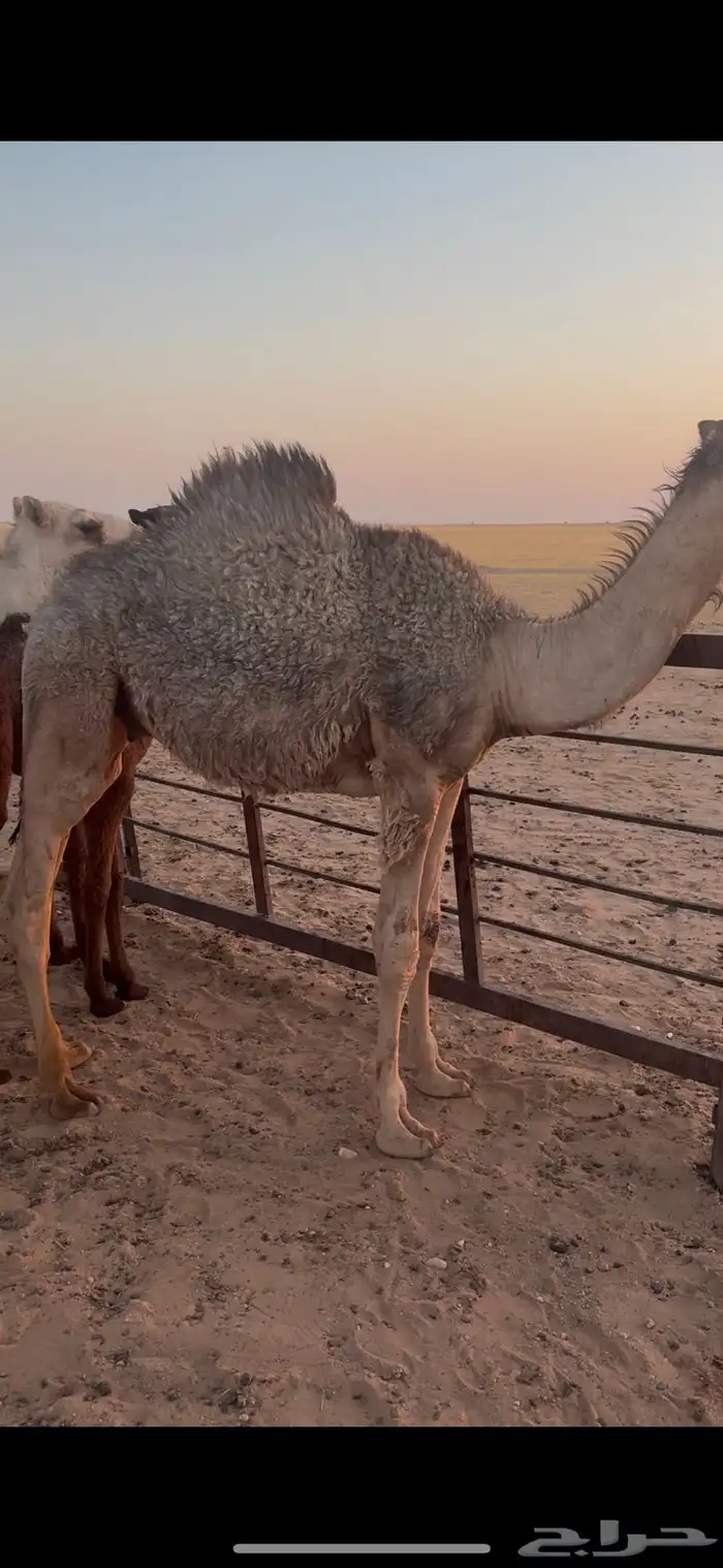 للبيع قعود فل شحم 4
