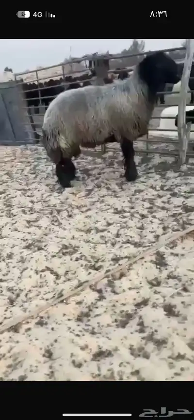 فحل عربي اشهب للبيع 1