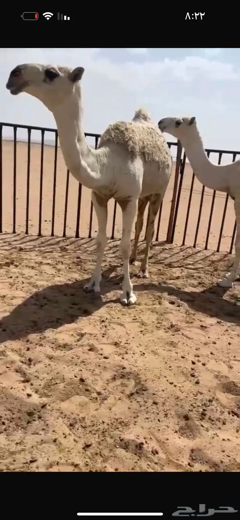 بكره وضحاء طيبه 0