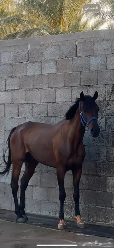 حصان شعبي للبيع 1