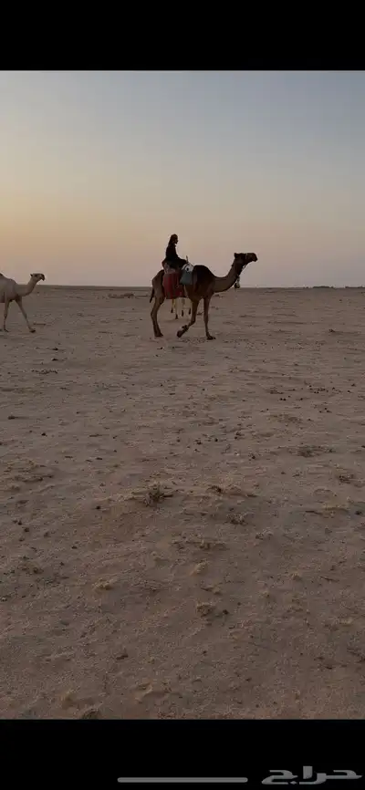 للبيع رحوا 0