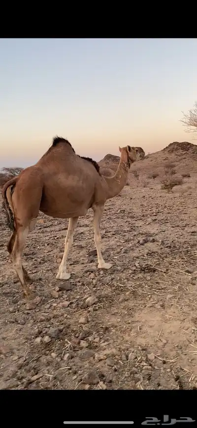 حمرا مبيوع ولدها 1