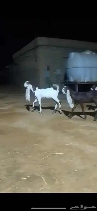 جفار توب معرفة خصم الخصم مع فحلها 1