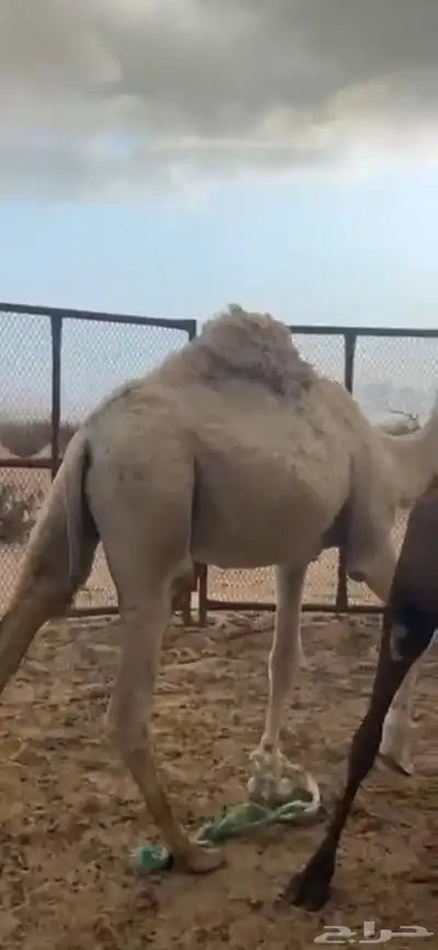 قعودمقفل 2