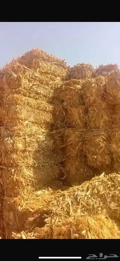 ذره شامية 2