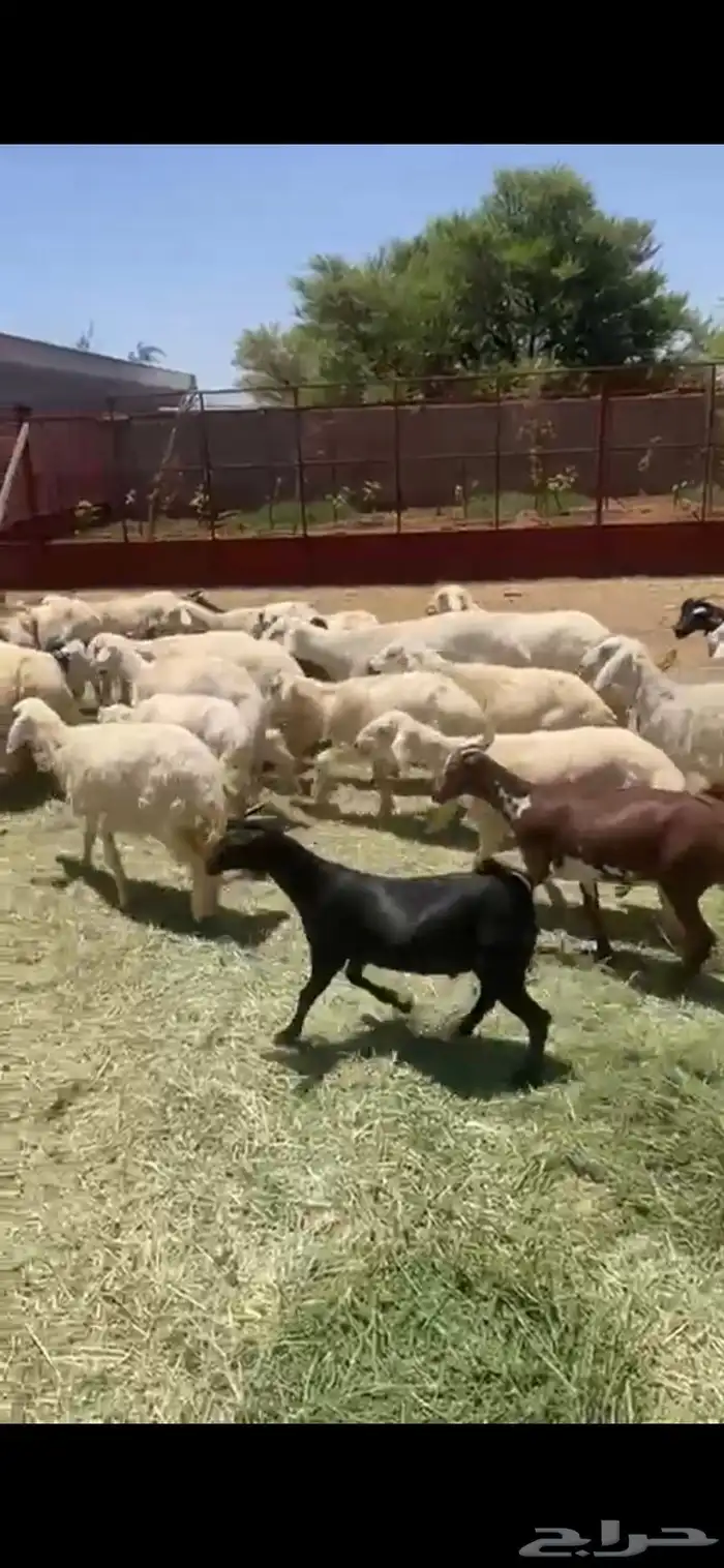 ذبايح كفو ونظيفه . ذبح معا خدمة التوصيل 1