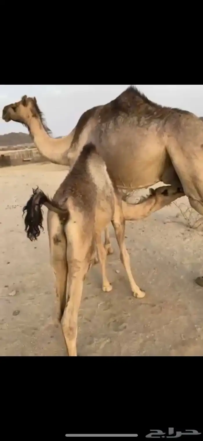 قعود لباني اثمان 0