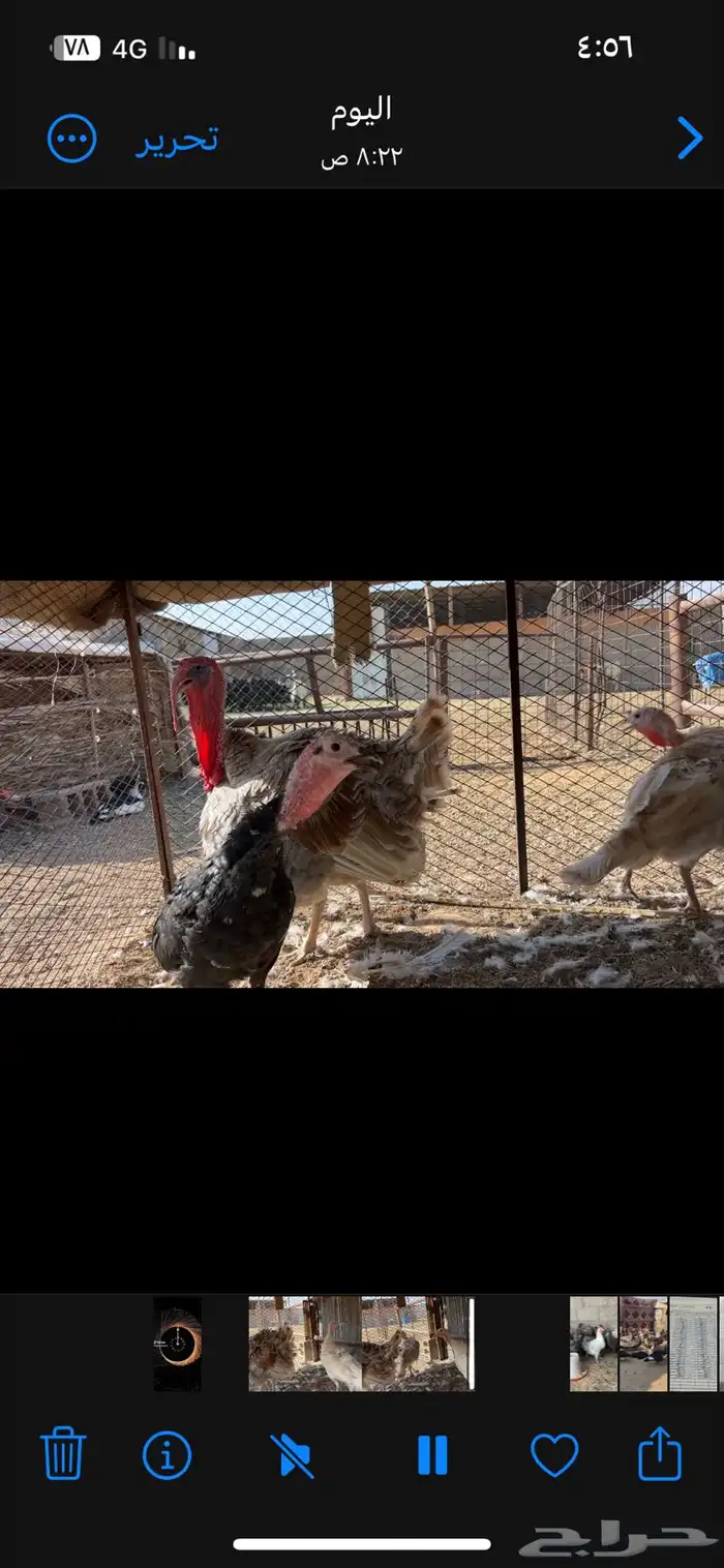 القصيم البدايع 0