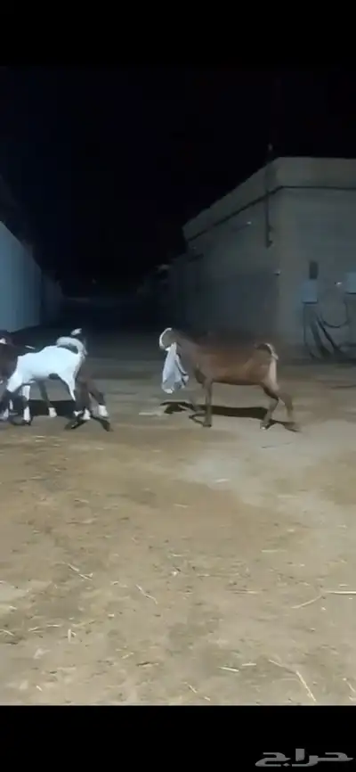 جفار توب معرفة خصم الخصم مع فحلها 0