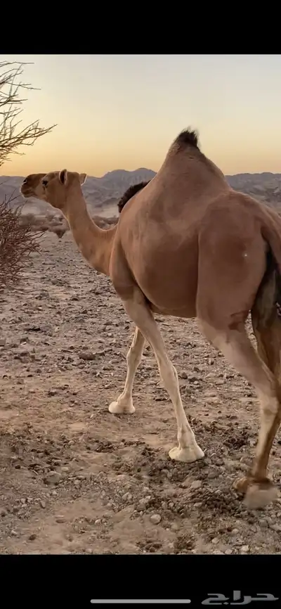 حمرا مبيوع ولدها 2